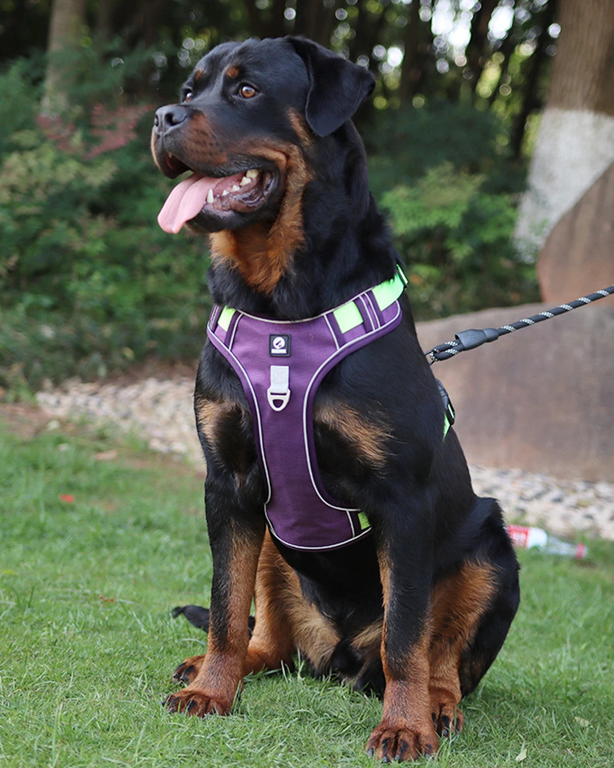Rottweiler w fioletowych szelkach