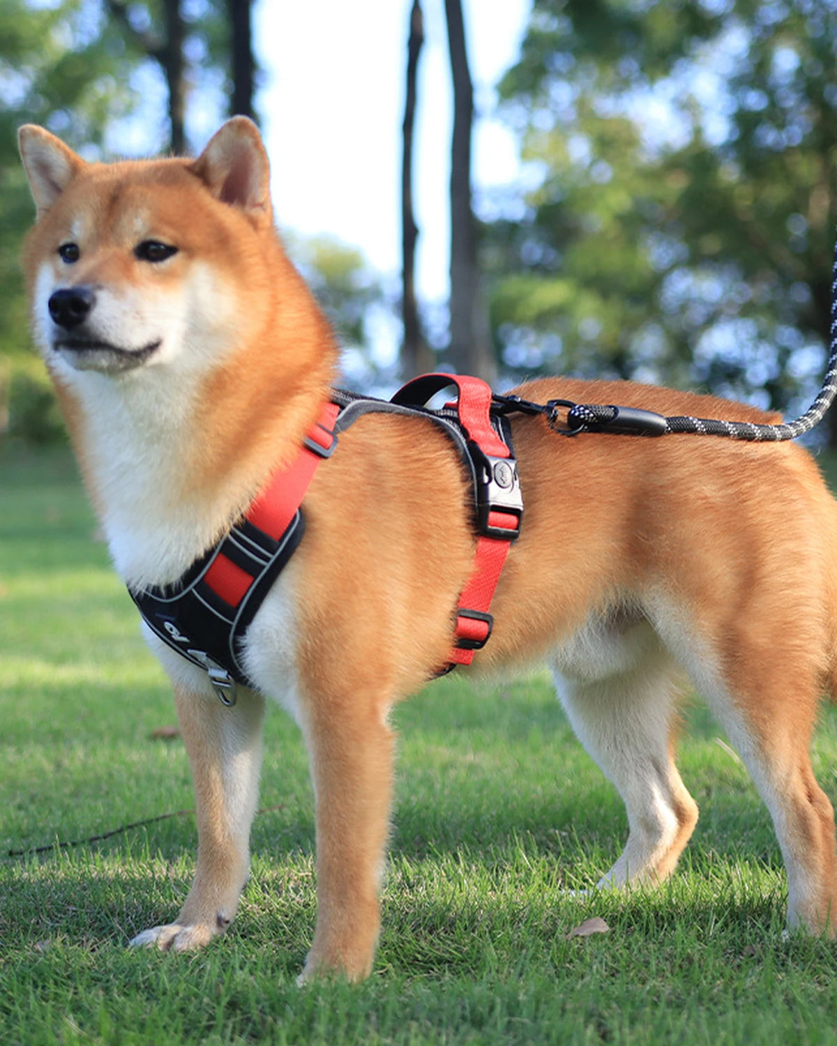 Shiba Inu w czerwonych szelkach